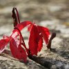 Ingrid Unangst &quot;Herbst&quot;