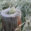 Joachim Schindler &quot;Der Winter naht&quot;