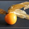 Karin Schure &quot;Physalis&quot;