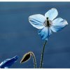 Rainer Hanemann &quot;himmelblau&quot;